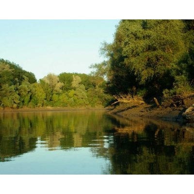 Trreposer med trremiddel - Kindry